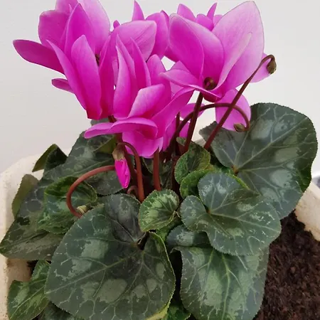 “venik House” Sea_mountains_relaxing_barbecue Appartement Funchal (Madeira)